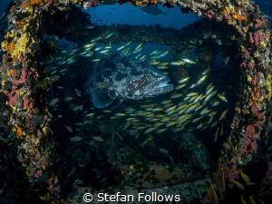 My place ... !

Malabar Grouper - Epinephelus malabaric... by Stefan Follows 